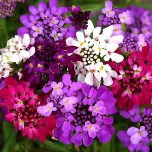 Lilicele Iberis, Seminte de flori anuale parfumate Iberis umbellata, colorate in alb, roz si violet, 1 gram, Opal